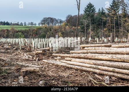 Gehackte Woodland neue Plantage Deutschland mit neuen Säling Laubbäume mit Kunststoffrohren geschützt wieder gepflanzt. Stockfoto