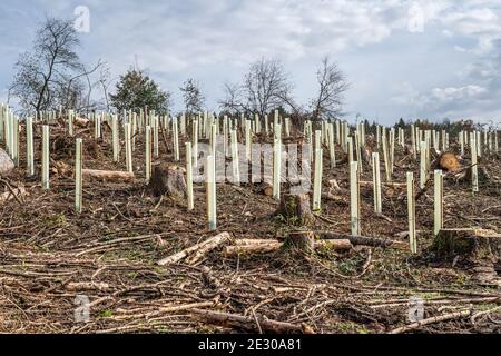 Gehackte Woodland neue Plantage Deutschland mit neuen Säling Laubbäume mit Kunststoffrohren geschützt wieder gepflanzt. Stockfoto