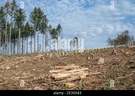 Gehackte Woodland neue Plantage Deutschland mit neuen Säling Laubbäume mit Kunststoffrohren geschützt wieder gepflanzt. Stockfoto