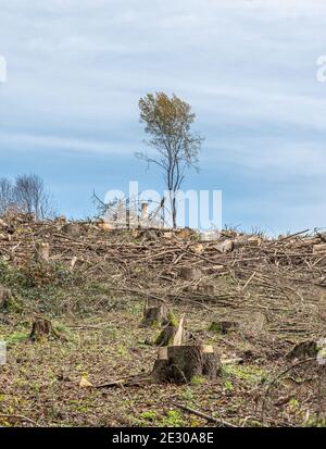 Gehackte Woodland neue Plantage Deutschland mit neuen Säling Laubbäume mit Kunststoffrohren geschützt wieder gepflanzt. Stockfoto