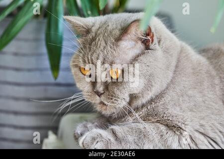 Nahaufnahme einer reinrassigen britischen Katze mit grauer Farbe. Stockfoto