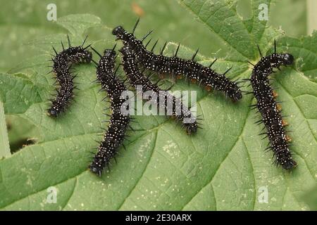 Schwarze Raupen des Pfauenschmetterlings, Aglais io, auf Brennnessel Stockfoto