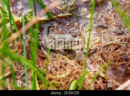 Der Frosch in einem Seenwasser. Kopf eines Marschfrosches auf einem natürlichen Lebensräume Hintergrund. Pelophylax ridibundus. Ranidae. Tier sitzt am Ufer Stockfoto