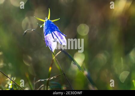 Schöne alpine Bluebell Blume aus der Nähe auf blühenden Almwiese Mit wilden Blumen und grünem Gras Stockfoto