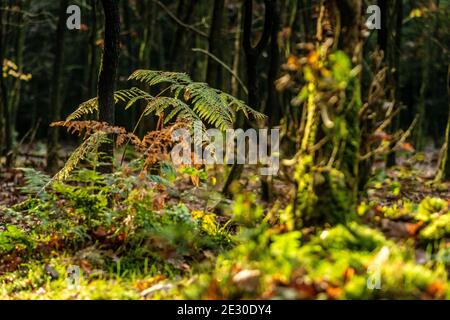 Herbstsaison Szene mit atmosphärischen Natur Details und Makro-Fotografie Stockfoto