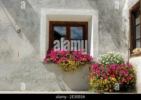 Nahaufnahme eines alten Holzfensters mit violetten Petunienblumen, altes Dorf Zuoz, Ferienort im Engadin, Kanton Graubünden, Schweiz Stockfoto