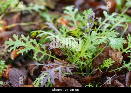 Roter und grüner mizuna-Salat, der in einem Wintergarten wächst. Stockfoto