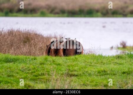 Drei Stare auf dem Rücken eines kastanienbraunen Wildpferdes. Von hinten gesehen. Teil des Pferdes, See im Hintergrund. Selektiver Fokus Stockfoto