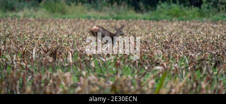 Panorama eines laufenden Hirsches in einem frisch gemähten Maisfeld mit Wald im Hintergrund. Langes Cover oder Social Media Stockfoto