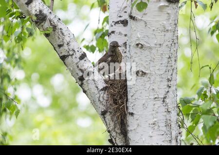 Vogel-und Singdrossel Küken auf einem Baum unter den Verzweigungen Stockfoto