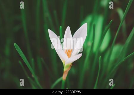 Zephyranthes Lily, White Rain Lily ist ein Agenus der gemäßigten und tropischen Pflanzen der Familie Amaryllis. Stockfoto