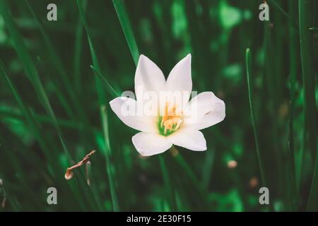 Zephyranthes Lily, White Rain Lily ist ein Agenus der gemäßigten und tropischen Pflanzen der Familie Amaryllis. Stockfoto