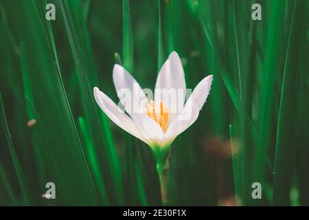 Zephyranthes Lily, White Rain Lily ist ein Agenus der gemäßigten und tropischen Pflanzen der Familie Amaryllis. Stockfoto