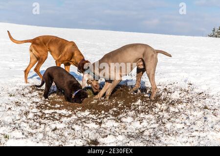 Hund graben unter klarem Schnee. Hund graben im Schnee, auf der Suche nach Kaninchen. Eine Rudel Hunde im Schnee. Hunde jagen Mäuse. Stockfoto