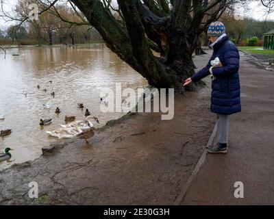 Ältere Frau, die die Wasservögel am Locke Park Lake füttert Redcar Cleveland UK im Winter Stockfoto