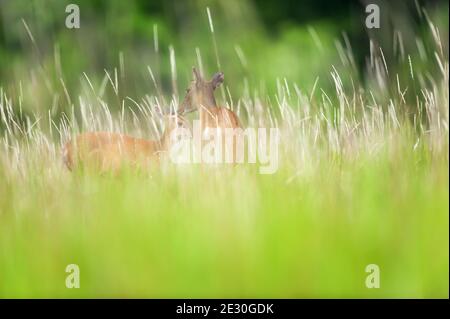 Mutter Sambar Hirsch Pflege ein wenig Rehkitz in Blumenfeld im Sommer, verschwommen immergrünen Wald Hintergründe. Khao Yai Nationalpark. Weltkulturerbe Stockfoto