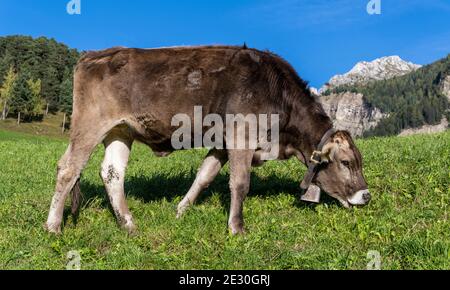 Kuh mit Glocke grasen auf einer Wiese in den Dolomiten in Italien. Stockfoto
