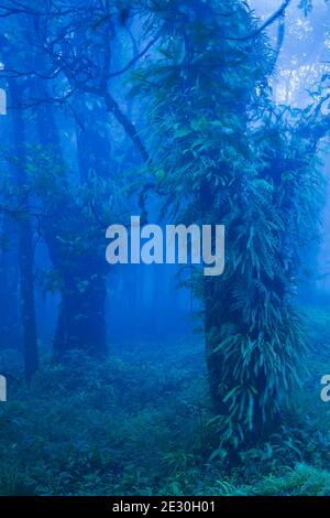 Mystische alte Bäume in blau nebligen Wald, tropische Pflanzen wachsen im Baumstamm, dunkel neblig am regnerischen Morgen, Khao Yai National Park, Thailand. Stockfoto