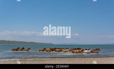 Eine Pferdeherde, die im Wasser des Telmen-Sees mit Steppe in der Mongolei läuft. Stockfoto