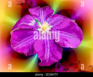 Illustration von lila Blume von Clematis auf bunten Hintergrund. Stockfoto