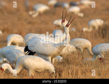 Yugan, Chinas Provinz Jiangxi. Januar 2021. Wanderkrane ruhen in einem Reisfeld in der Kangshan-Rückgewinnungszone, die als eines der überwinternden Lebensräume der Vögel in der Nähe des Poyang Sees im Bezirk Yugan, ostchinesische Provinz Jiangxi, am 15. Januar 2021 dient. Quelle: Peng Zhaozhi/Xinhua/Alamy Live News Stockfoto