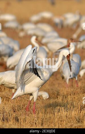 Yugan, Chinas Provinz Jiangxi. Januar 2021. Wanderkraniche fressen in einem Reisfeld in der Kangshan-Rückgewinnungszone, die als einer der überwinternden Lebensräume der Vögel in der Nähe des Poyang Sees im Bezirk Yugan, ostchinesische Provinz Jiangxi, dient, 15. Januar 2021. Quelle: Peng Zhaozhi/Xinhua/Alamy Live News Stockfoto