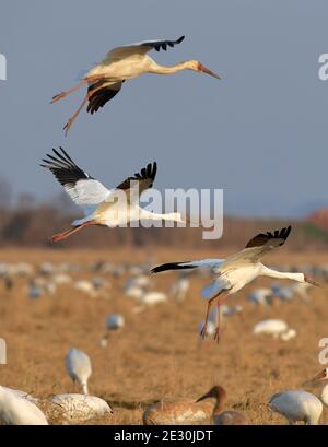 Yugan, Chinas Provinz Jiangxi. Januar 2021. Wanderkrane landen auf einem Reisfeld in der Kangshan-Rückgewinnungszone, die als eines der überwinternden Lebensräume der Vögel in der Nähe des Poyang-Sees im Bezirk Yugan in der ostchinesischen Provinz Jiangxi dient, 15. Januar 2021. Quelle: Peng Zhaozhi/Xinhua/Alamy Live News Stockfoto