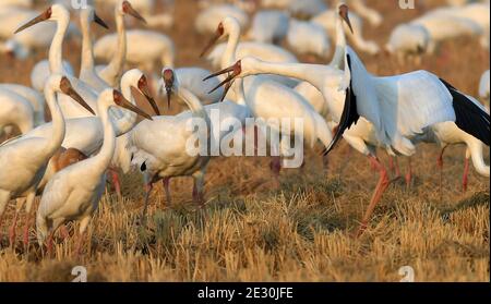 Yugan, Chinas Provinz Jiangxi. Januar 2021. Wanderkrane tummeln sich in einem Reisfeld in der Kangshan-Rückgewinnungszone, die als eines der überwinternden Lebensräume der Vögel in der Nähe des Poyang-Sees im Bezirk Yugan, ostchinesische Provinz Jiangxi, am 15. Januar 2021 dient. Quelle: Peng Zhaozhi/Xinhua/Alamy Live News Stockfoto