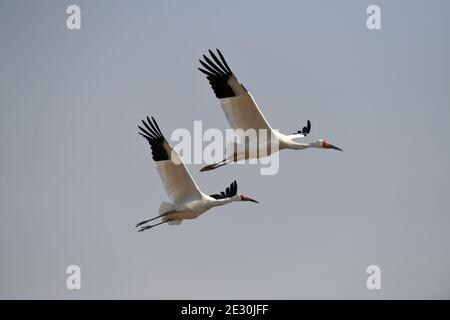 Yugan, Chinas Provinz Jiangxi. Januar 2021. Zugkrane schweben über einem Reisfeld in der Kangshan-Rückgewinnungszone, die als eines der überwinternden Lebensräume der Vögel in der Nähe des Poyang Sees im Bezirk Yugan, ostchinesische Provinz Jiangxi, dient, 15. Januar 2021. Quelle: Peng Zhaozhi/Xinhua/Alamy Live News Stockfoto