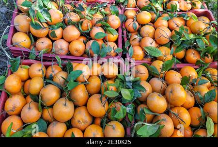 Citrus × sinensis, auch als Citrus sinensis bekannt, umfasst die häufig kultivierten süßen Orangen, einschließlich Blut-Orangen und Nabel Orangen Stockfoto