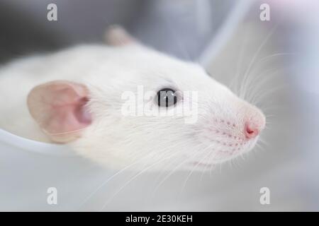 Weiße Schnauze einer dekorativen Ratte Nahaufnahme. Schönes Haustier. Makroaufnahme einer rosa Nase und einem langen Schnurrbart. Rattenporträt Stockfoto