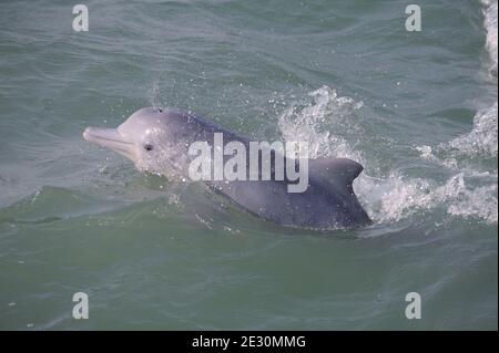 Pink Buckeldelfin in der Costalregion der Bucht von Bengalen Stockfoto