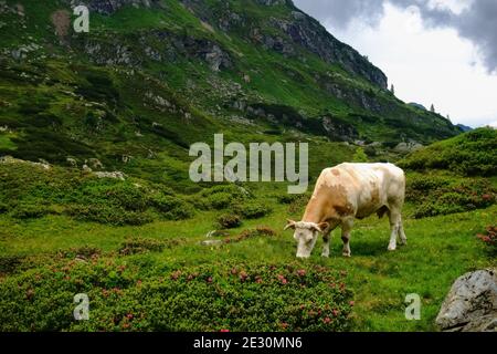 Einzelkuh in der Sonne auf einer grünen Wiese während Wandern in den Bergen Stockfoto