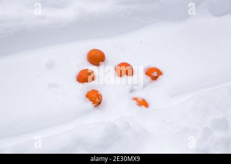 Orange Mandarinen auf weißem Schnee. Tropische Früchte. Stockfoto