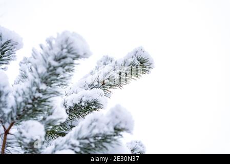 Weihnachtsbaum mit Schnee bedeckt. Zweige mit Nadeln bedeckt mit weißem Flusen. Winterwetter. Frost und Schnee auf Bäumen. Stockfoto