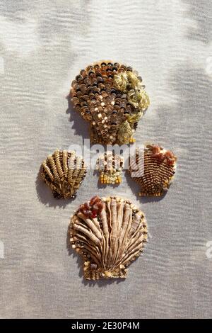 Couture Stickerei von Muscheln. Stockfoto