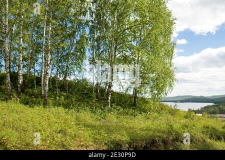 Russische Birken stehen an einem sonnigen Sommertag auf einem Hügel vor der Kulisse eines Sees. Stockfoto