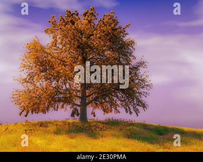 Einsame alte Buche in vollen Herbstfarben wächst weiter Hillock gegen den Himmel Stockfoto