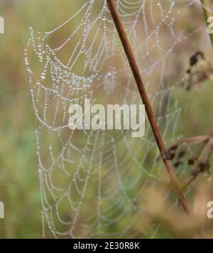 Spinnennetz am frühen Morgen von Nebel bedeckt mit Kleine Wassertropfen Stockfoto