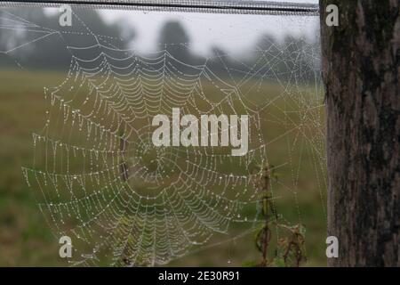 Spinnennetz am frühen Morgen von Nebel bedeckt mit Kleine Wassertropfen Stockfoto