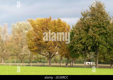 Herbststimmung in einem Wildreservat. Damwild, Rehe, Hirsche und Enten werden in diesem Gehege gehalten. Stockfoto