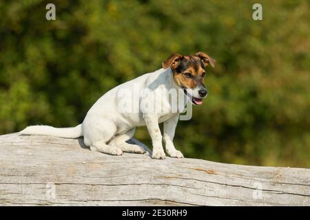 Jack Russell Terrier Hund sitzt auf einem Baumstamm Stockfoto