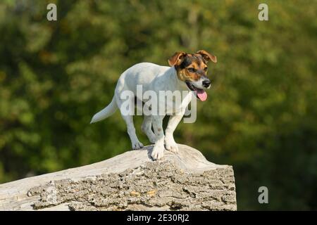 Jack Russell Terrier Hund sitzt auf einem Baumstamm Stockfoto