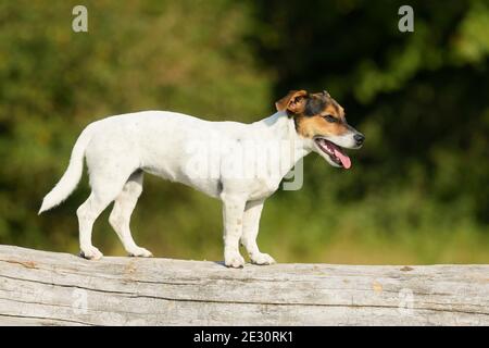 Jack Russell Terrier Hund steht auf einem Baumstamm Stockfoto