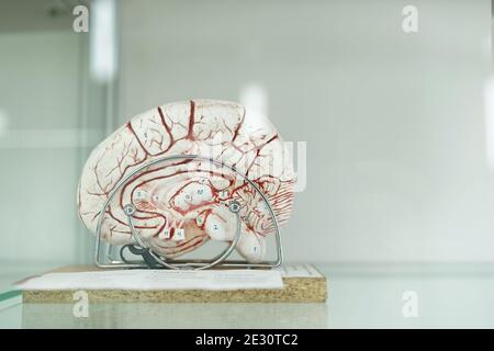 Menschliches Gehirn im anatomischen Museum. Platz für Text Stockfoto