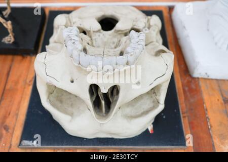 Medizinisches Modell eines menschlichen Schädels in Hochschulen und Universitäten für die Lehre der anatomischen Wissenschaft verwendet. Stockfoto