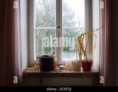 Wasser benötigt - abgestorbene getrocknete Pflanzen verdorrten auf altem Fenster Schweller in einem verlassenen Haus Stockfoto