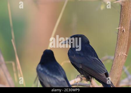 Der schwarze Drongo ist ein kleiner asiatischer Singvogel der Drongo-Familie Dicruridae. Stockfoto