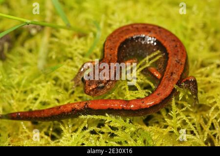 Eine leuchtend rote Form des Western-redback-Salamanders, Plethodon-Fahrzeug Stockfoto