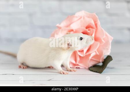 Dekorative niedliche weiße Ratte sitzt neben einer Rosenblume. Auf dem Hintergrund einer weißen Backsteinmauer. Nahaufnahme eines Nagetieres Stockfoto